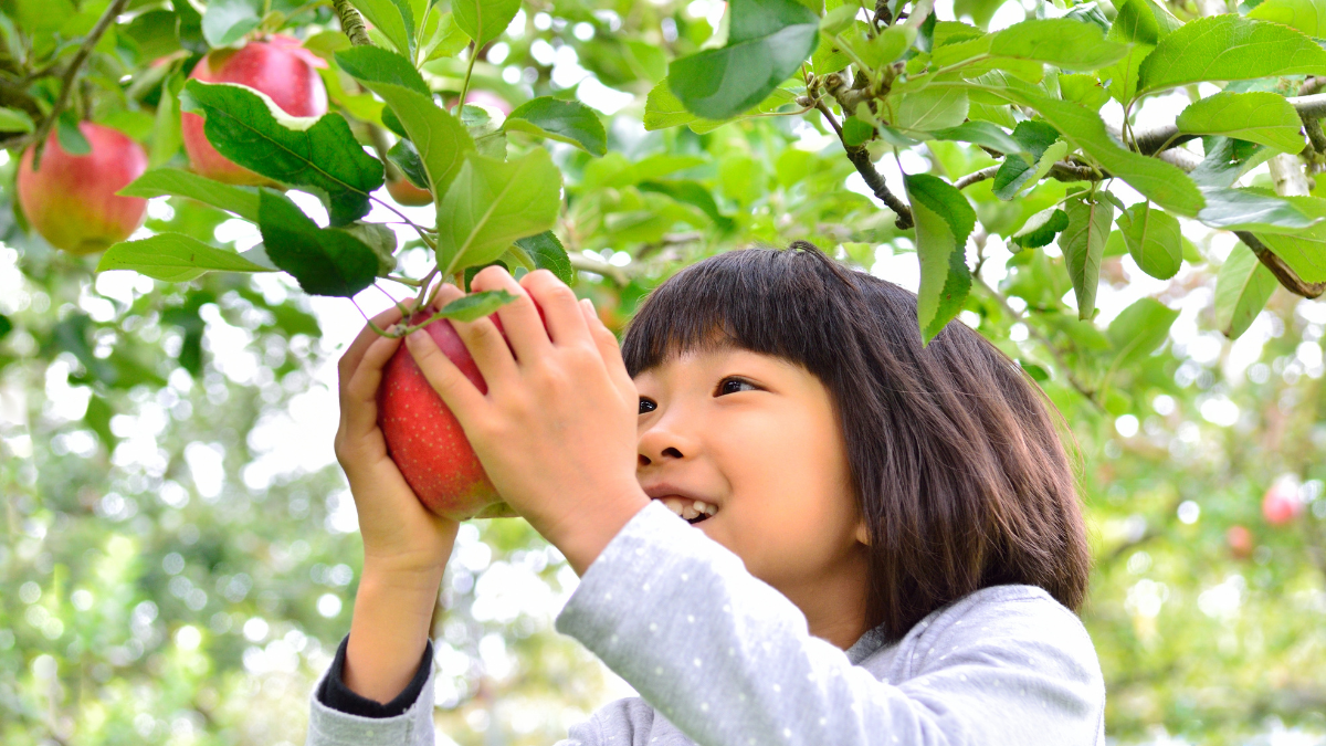 A little girl holding an apple that's still attached to its tree.