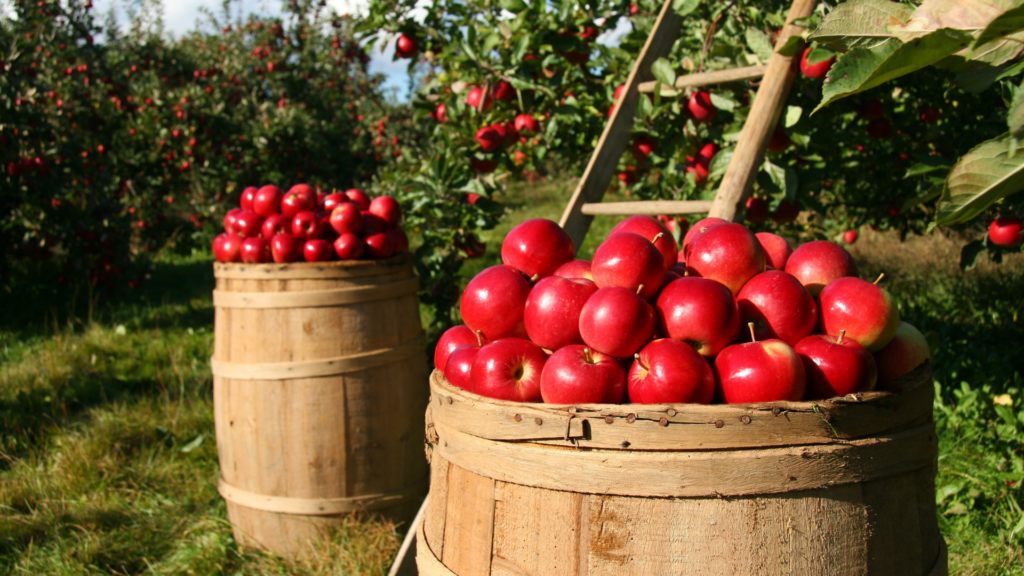 Two wooden barrels filled with harvested red apples, in an orchard during daytime.